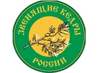 Звенящие кедры